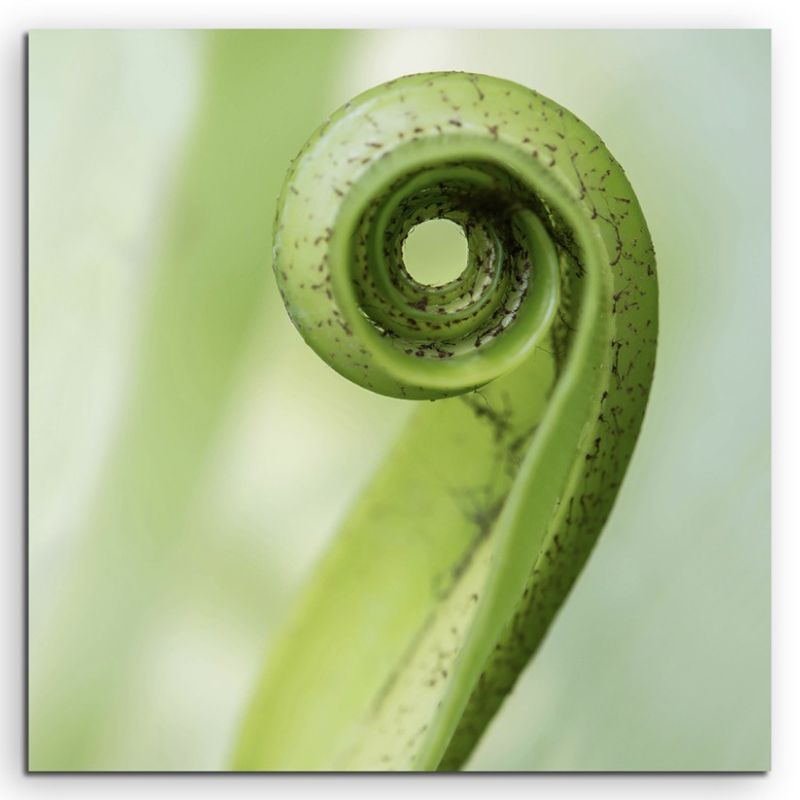 Naturfotografie –  Exotisches eingerolltes Blatt auf Leinwand