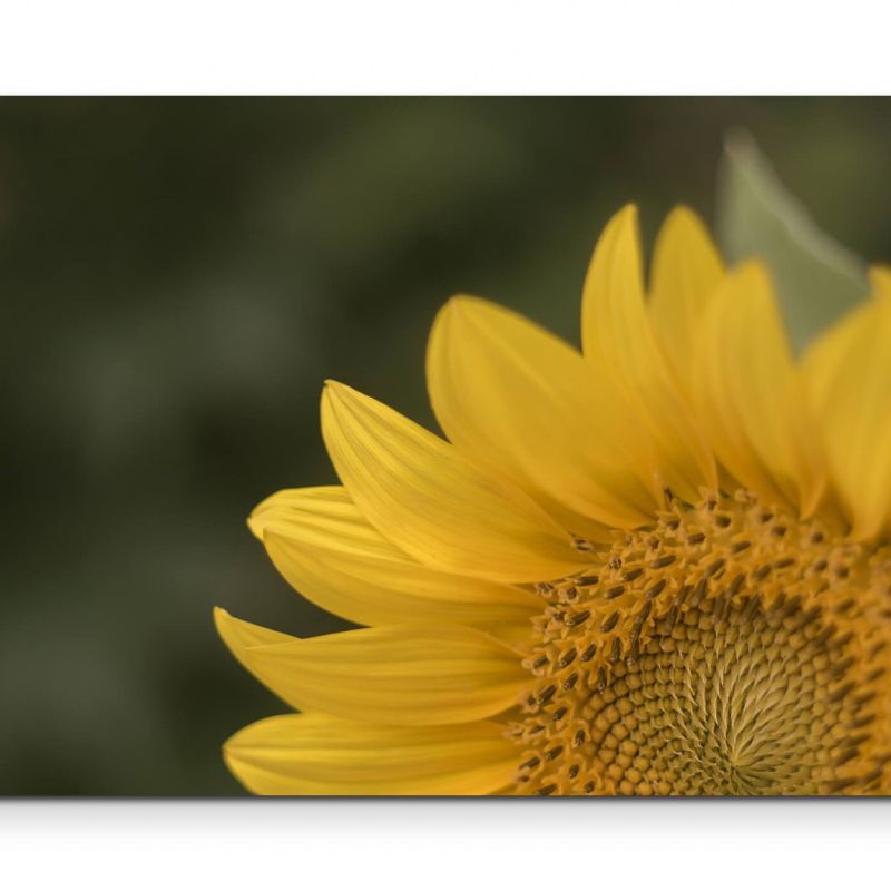 Ausschnitt einer Sonnenblume  Fotografie – Leinwandbild