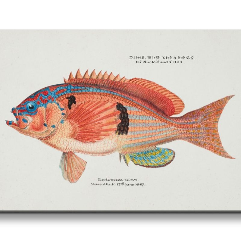 Remaster 120x60cm Fisch Illustration Vintage Bunt Farbenfroh Dekorativ Kunstvoll