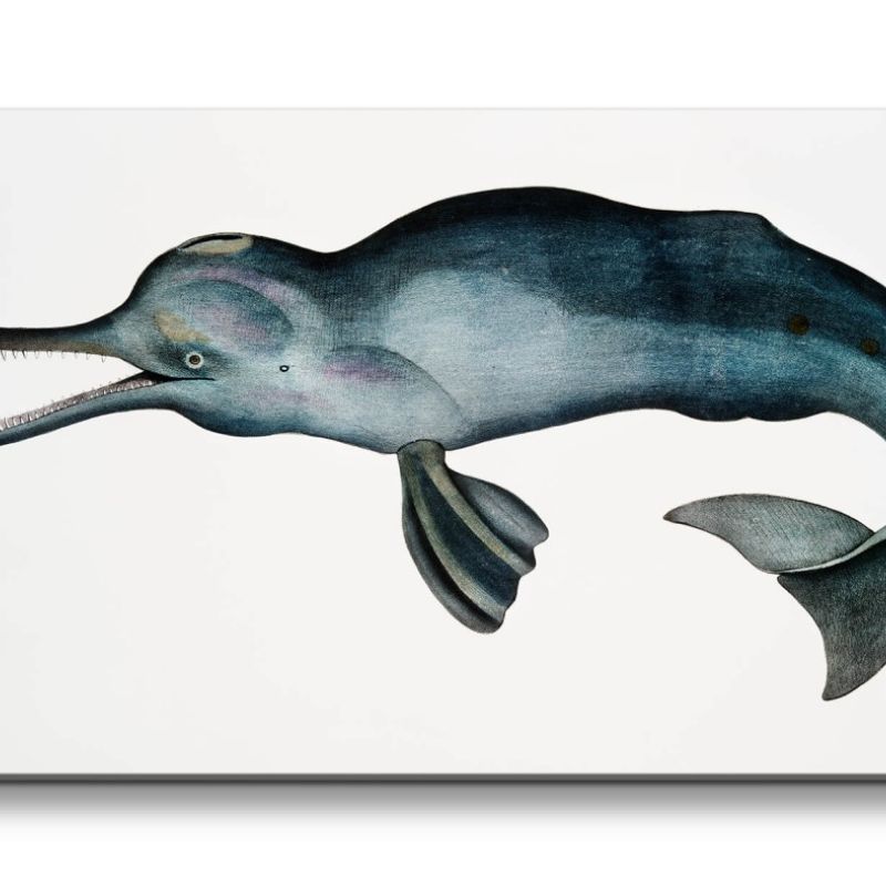 Remaster 120x60cm Alte Illustration Zoologie Gangesdelfin Delfin Indien Vintage