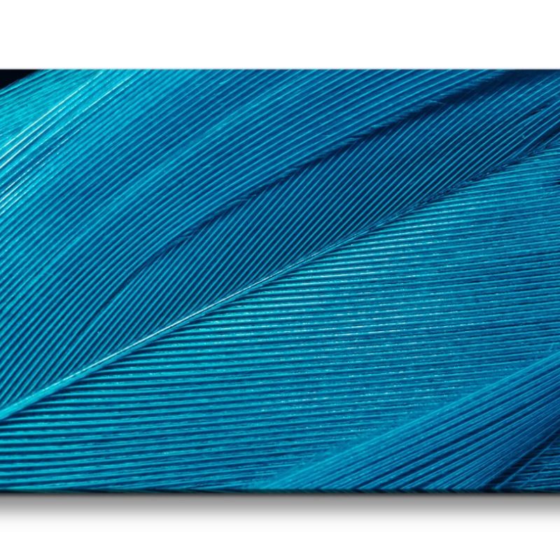 Leinwandbild 120x60cm Blaue Feder Nahaufnahme Makrofotografie Dekorativ