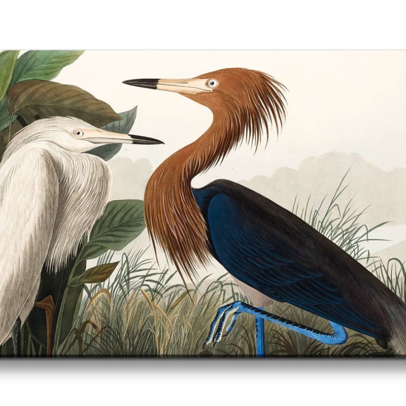 Remaster 120x60cm Kunstvolle Vintage Illustration von Vögel Exotisch Schön Natur Dekorativ