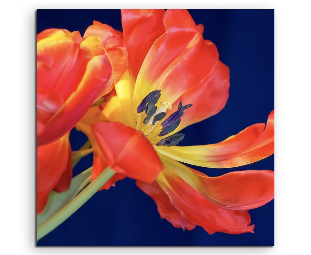 Naturfotografie –  Rote Tulpe mit blauem Hintergrund auf Leinwand