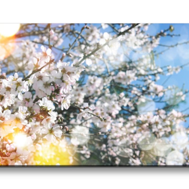 Leinwandbild 120x60cm Frühling Baumblüten Kirschblüten Sonne warmes Licht